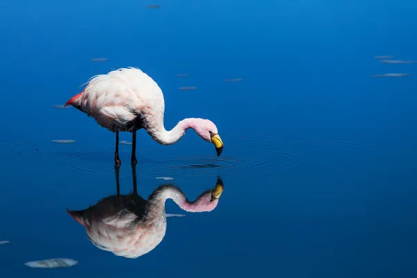 Flamingo Ordförande — Stockfoto