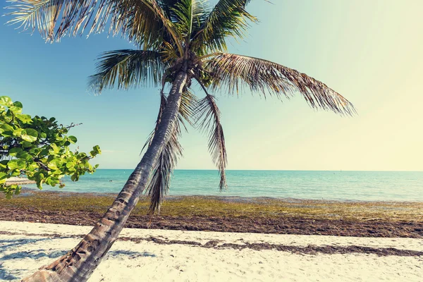 Spiaggia tropicale — Foto Stock