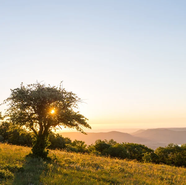 Zomer weide — Stockfoto