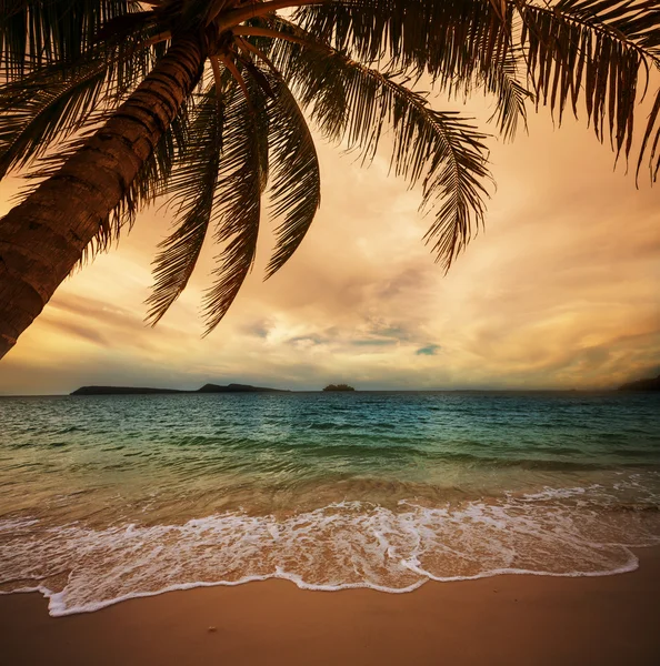 Tropical beach — Stock Photo, Image