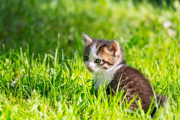 Yavru kedi