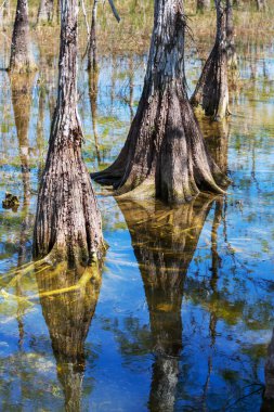 Everglades manzaralar