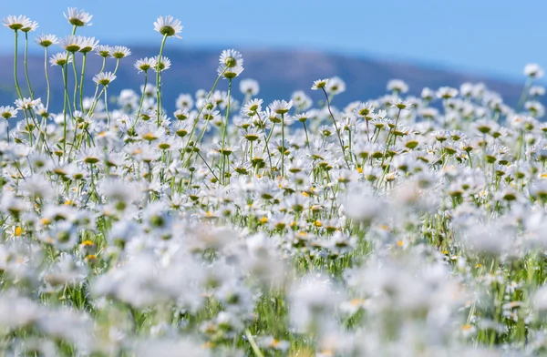 Kamillenfeld — Stockfoto