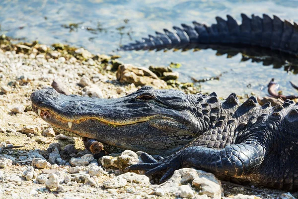 Alligator — Stockfoto