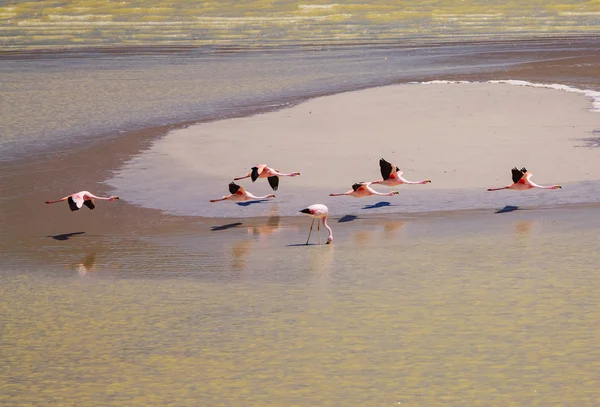 Flamingo — Fotografia de Stock