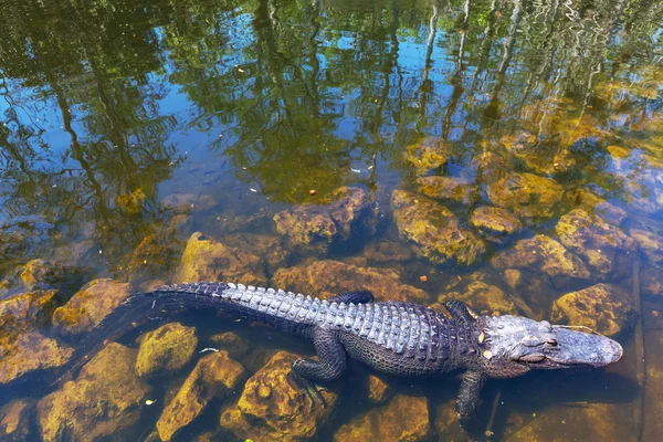 Aligátor — Fotografia de Stock