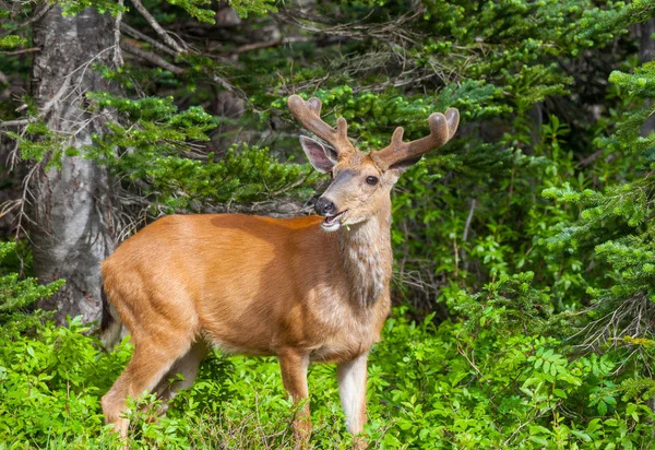 Căprioară în pădure — Fotografie, imagine de stoc