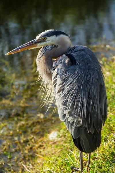 Heron in Everglades — Stock Photo, Image