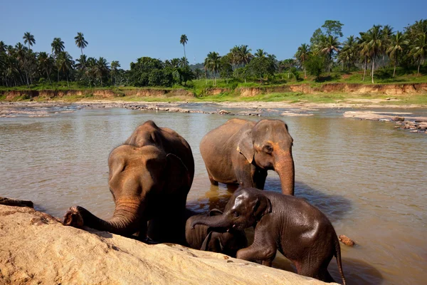 Éléphants sur Sri Lanka — Photo