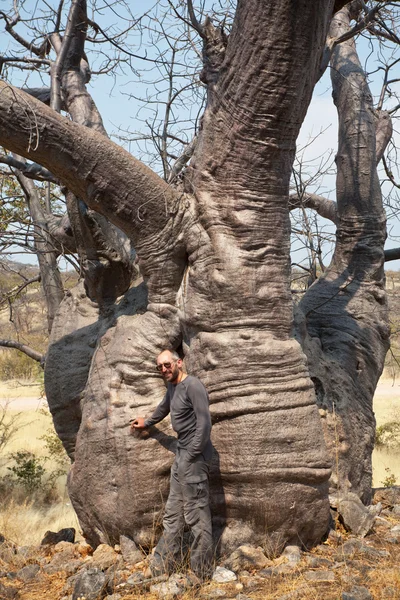 Baobab — Stock Photo, Image