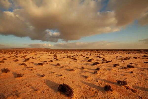 Öken i Västsahara — Stockfoto