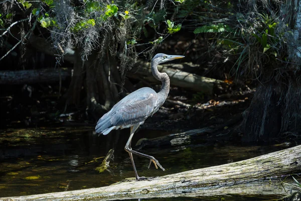 Czapla w everglades — Zdjęcie stockowe