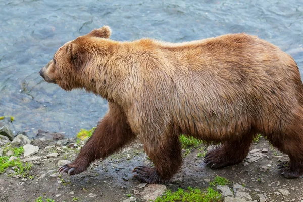 Bear on Alaska — Stock Photo, Image