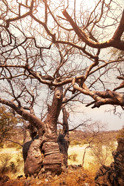 Baobab — Photo