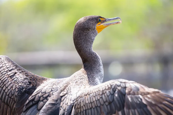 Uccello nelle Everglades — Foto Stock