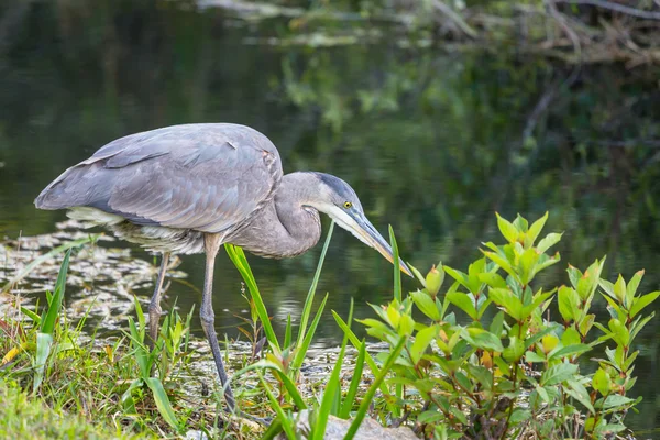 Garza en Everglades —  Fotos de Stock