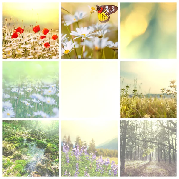 Collage de flores — Foto de Stock
