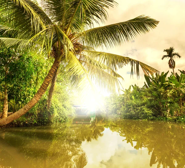 Tropical river