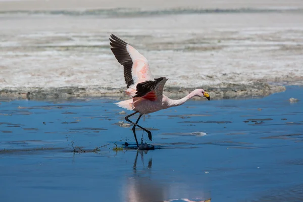 Flamingo — Fotografia de Stock