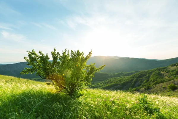 Sommerwiese — Stockfoto