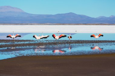 Flamingo