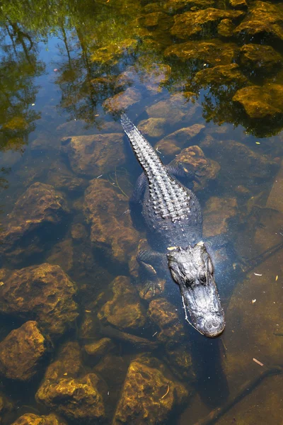 ワニ — ストック写真