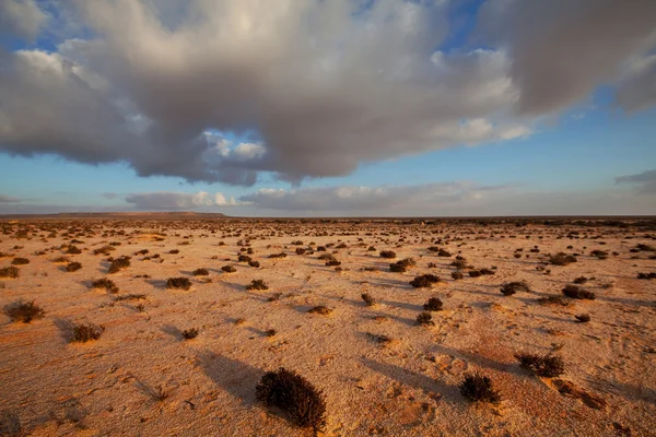 在西撒哈拉沙漠 — 图库照片