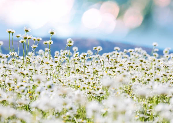 Chamomiles — Stockfoto