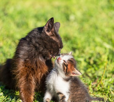 Kedi.