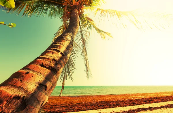 Tropical beach — Stock Photo, Image