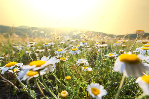 Chamomiles — Stockfoto