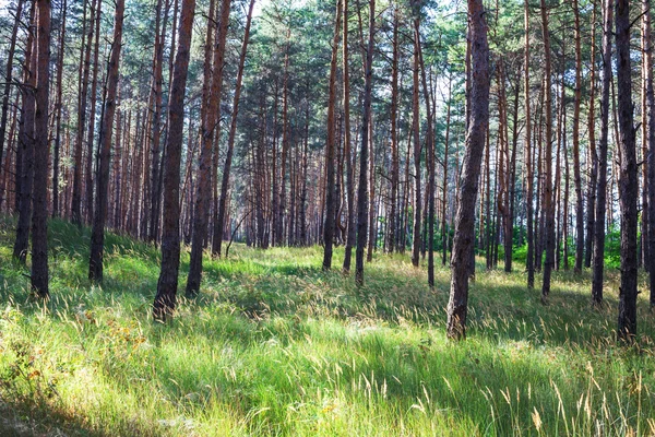 Skog — Stockfoto