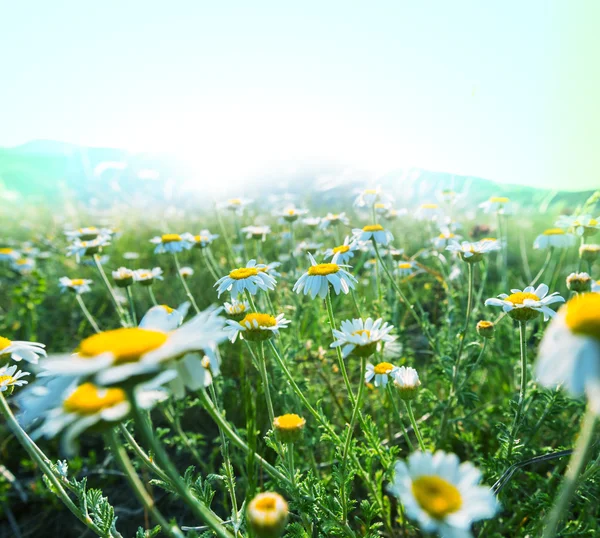 Chamomiles — Stockfoto