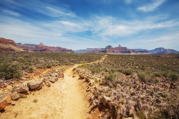 Grand Canyon — Stock fotografie