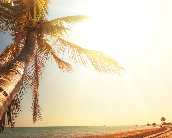 Playa tropical — Foto de Stock