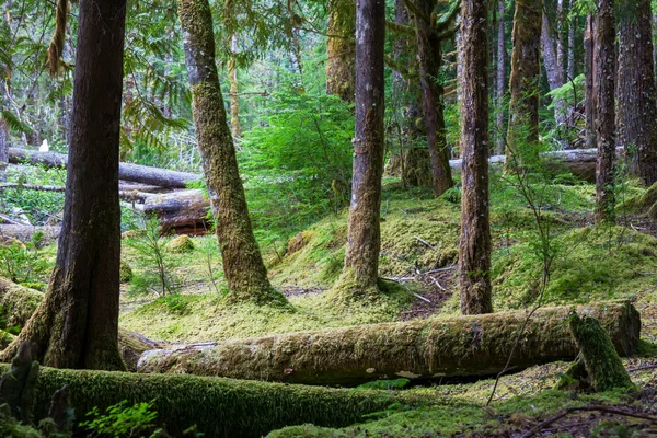 Floresta — Fotografia de Stock