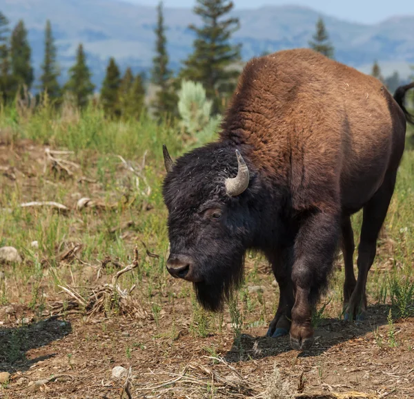 Buffels — Stockfoto