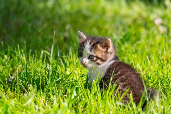 Kitten — Stock Photo, Image