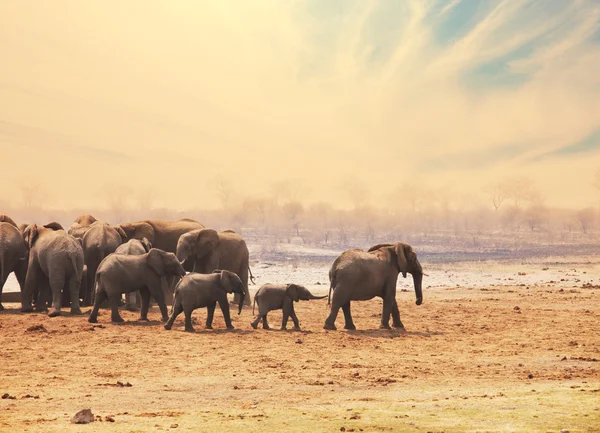 Elephant — Stock Photo, Image