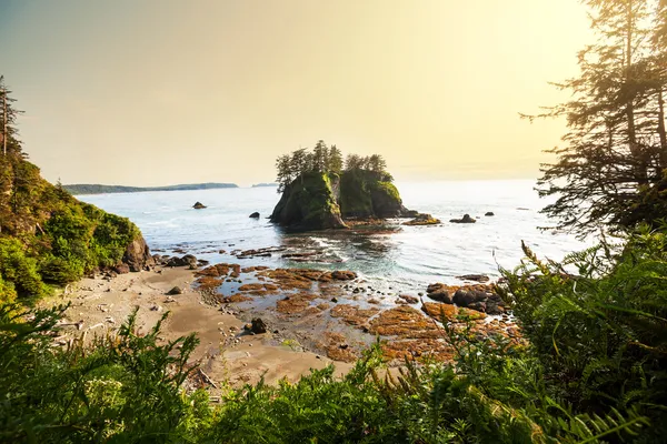 Olympic coast — Stock Photo, Image