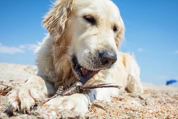 Retriever — Stockfoto