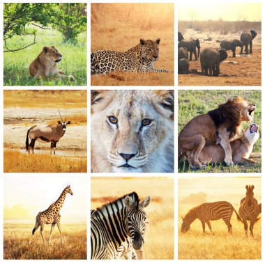 Afrika safarisi