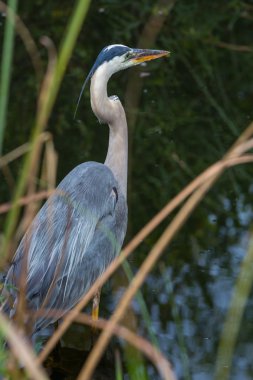 everglades, balıkçıl