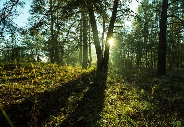 Foresta — Foto Stock