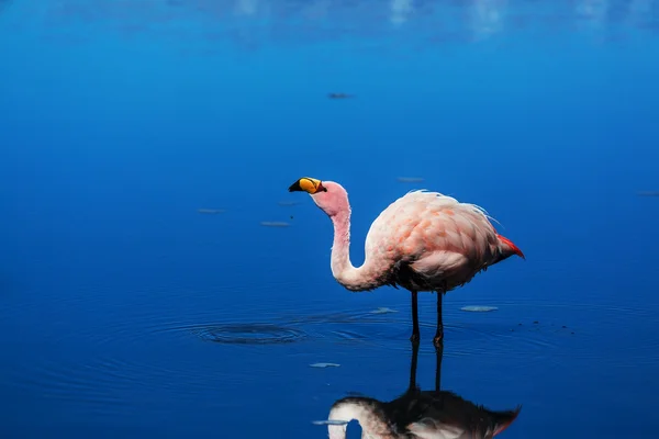 Flamingo — Stok fotoğraf