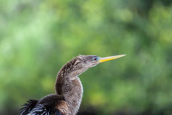 Ptak w everglades — Zdjęcie stockowe