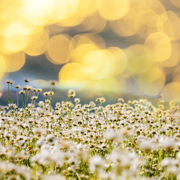 Chamomiles — Stockfoto