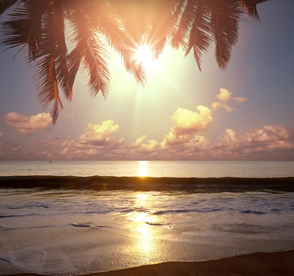 Spiaggia tropicale — Foto Stock