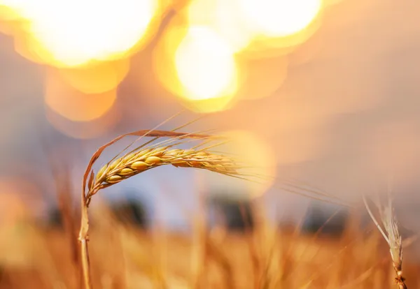 Wheat — Stock Photo, Image