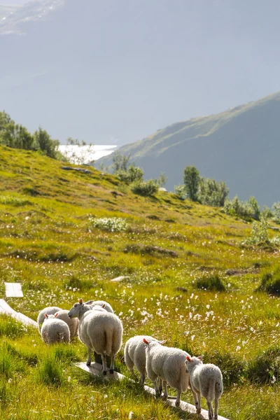 ノルウェーでヒツジ — ストック写真